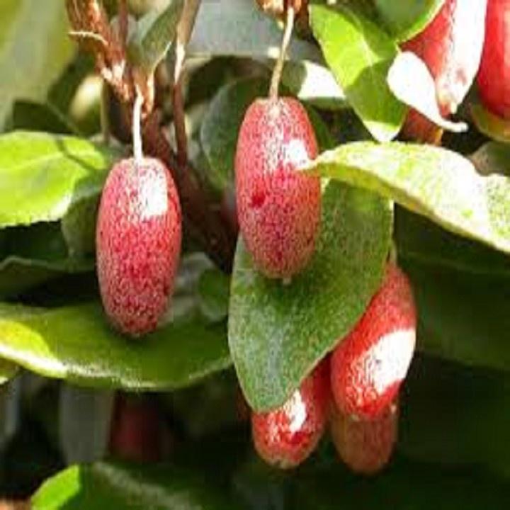 CÂY GIỐNG NHÓT NGỌT SIÊU QUẢ
