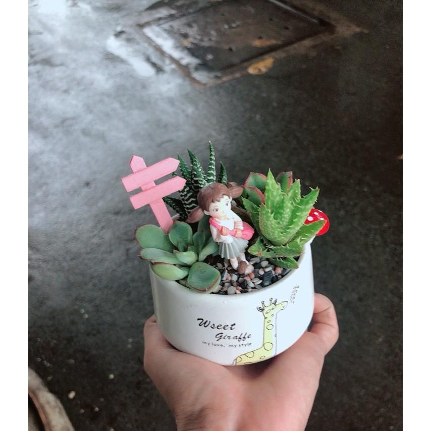 Chậu sen đá tiểu cảnh