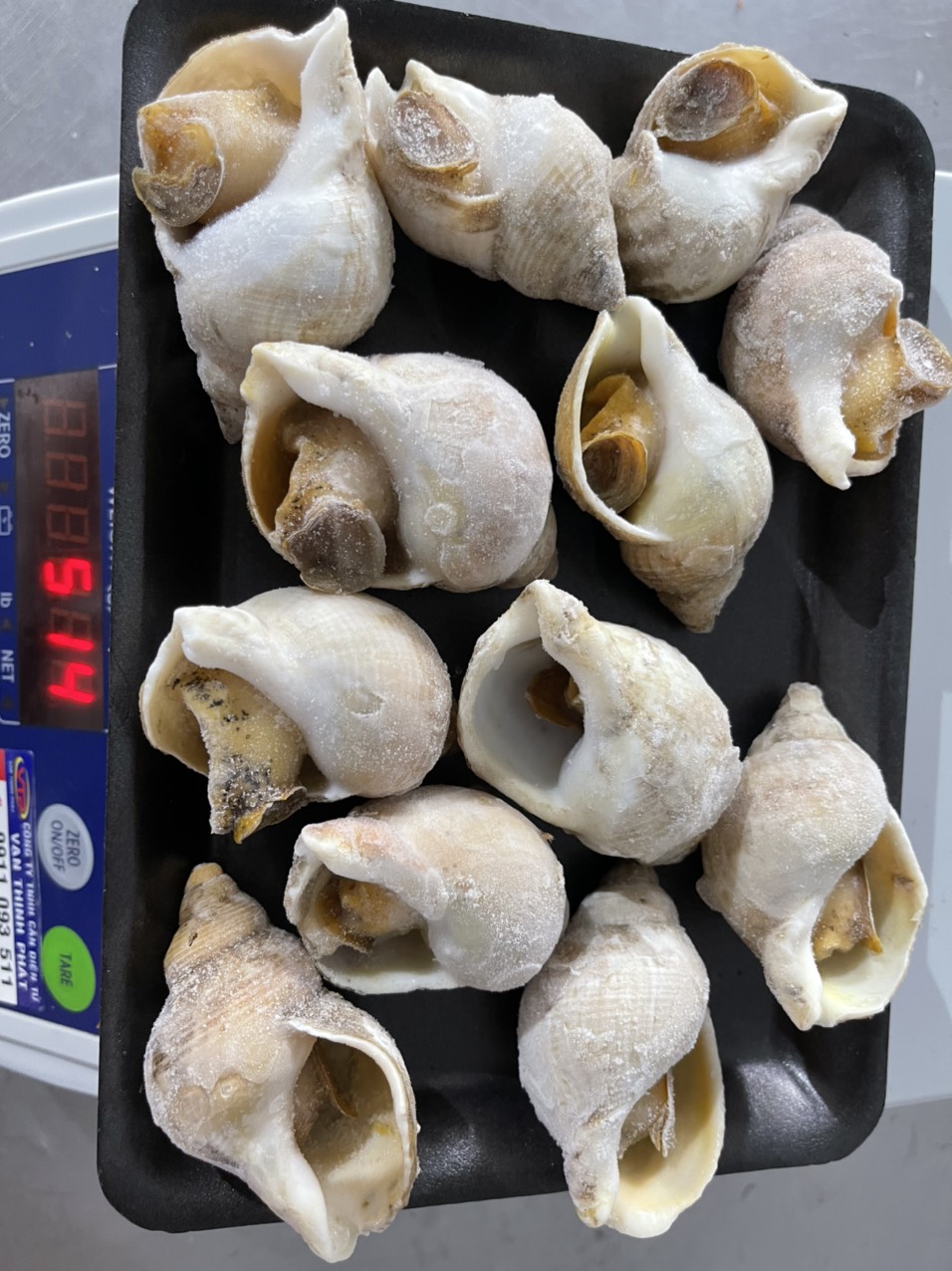 [Chỉ Giao HCM] - Ốc Bulot Pháp - 500gram