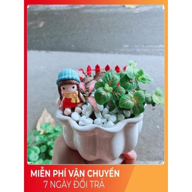 Chậu Cẩm Nhung Có Trang Trí