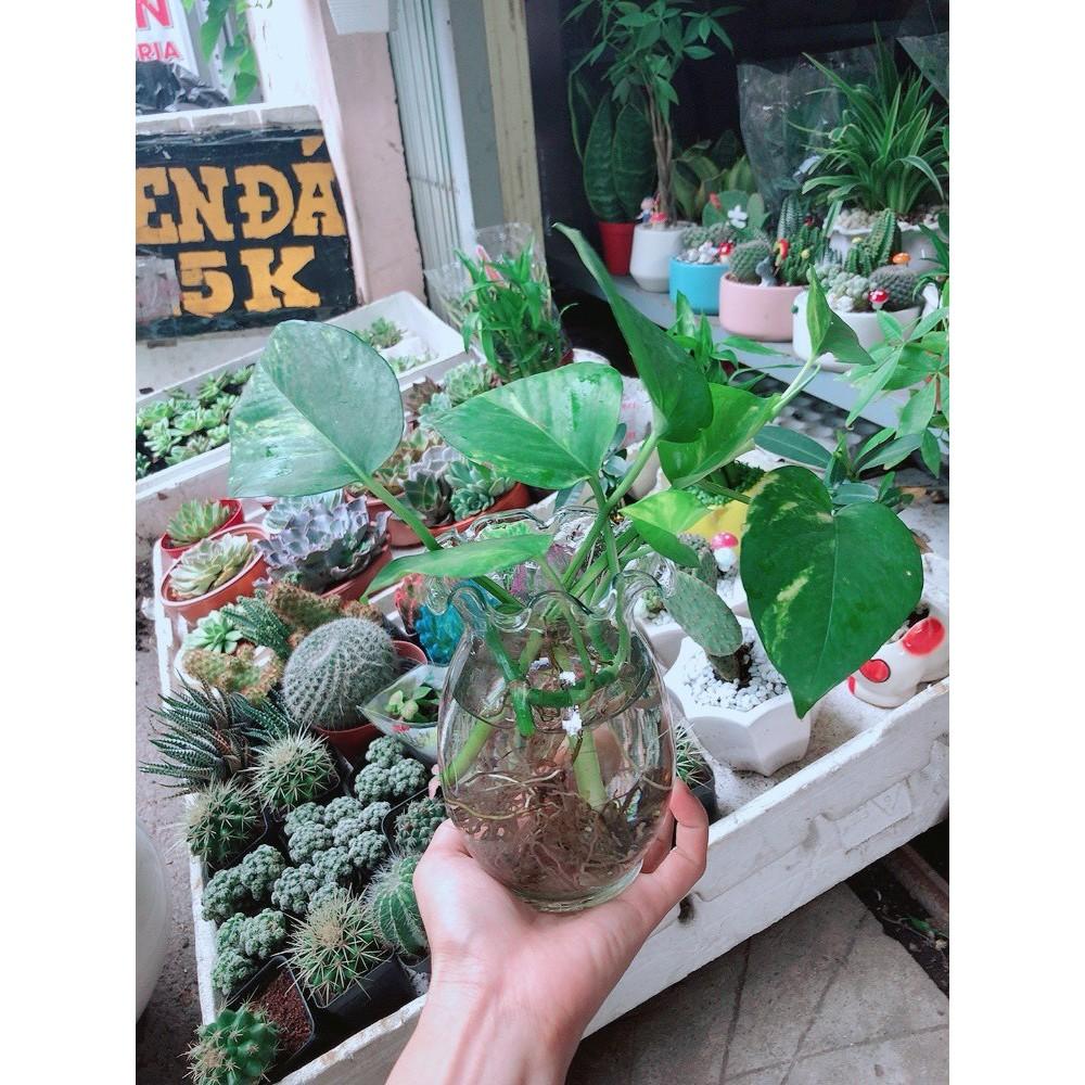 Chậu trầu bà thủy sinh Bán Chạy