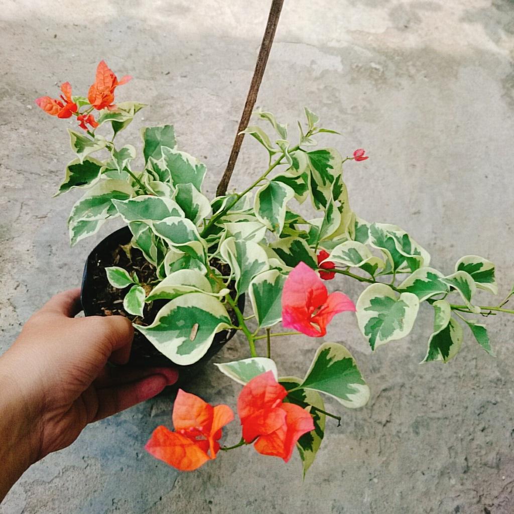 Cây hoa giấy cẩm thạch - cây cảnh để bàn + tặng phân bón cho cây mau lớn