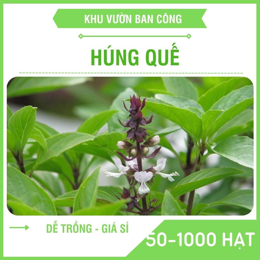 Hạt giống Rau Húng Quế Kim Long Cao Sản - Khu Vườn Ban Công