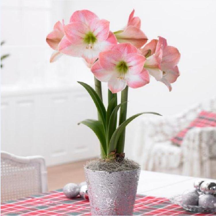 Củ giống hoa lan huệ tây hoa màu hồng đào - 1 củ