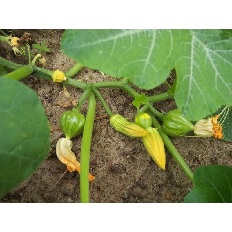 Gói 10 Hạt giống bí ngô siêu nụ cao sản