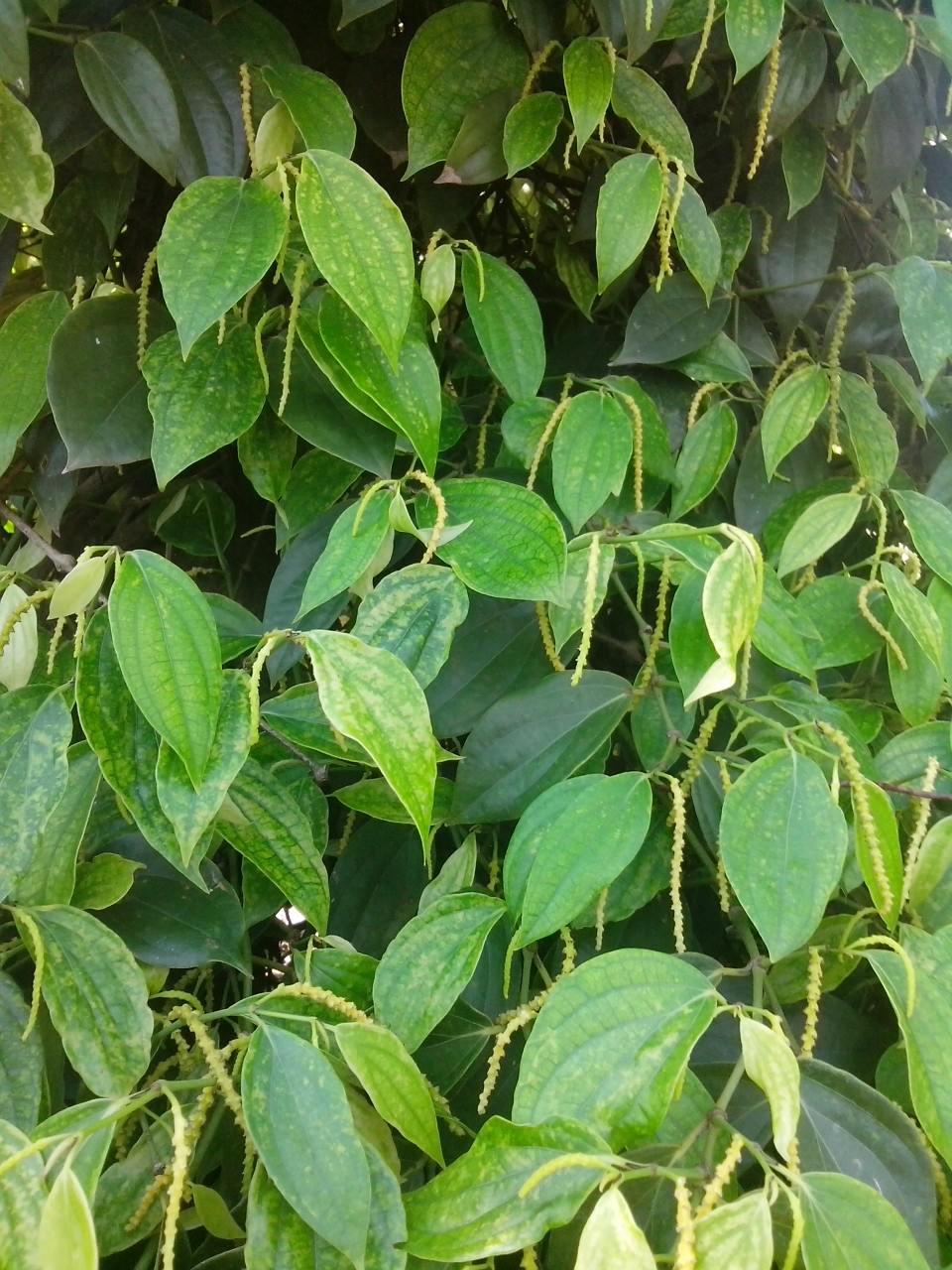 CÂY GIỐNG HỒ TIÊU