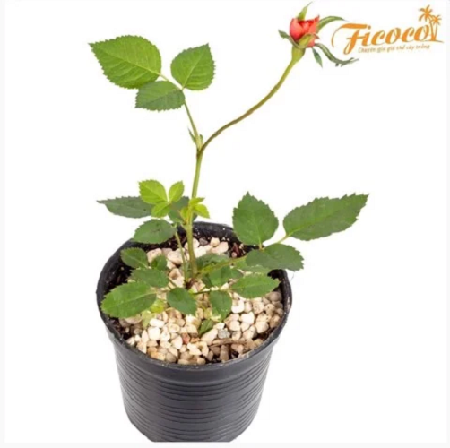 Đá Pumice - Đá bọt - Ficoco-Size 1-2cm