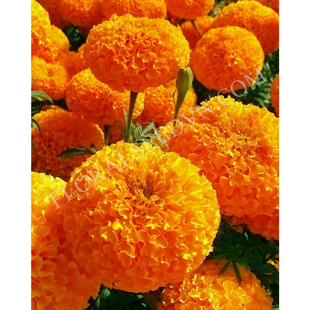 Hạt giống hoa Vạn Thọ đỏ cam Lùn F1 - AGRI ORANGE 02S