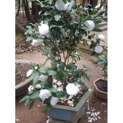 Cây giống HOA TRÀ MY TRẮNG - HOA TRÀ BẠCH, BẠCH TRÀ