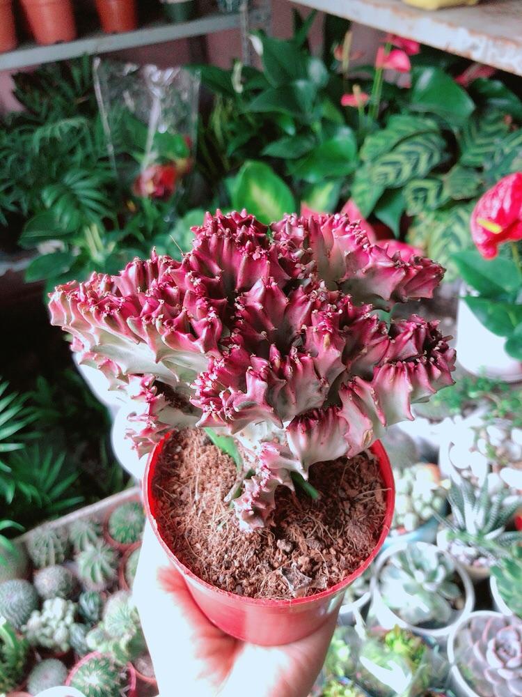 Xương Rồng Vạn Lý Đỏ