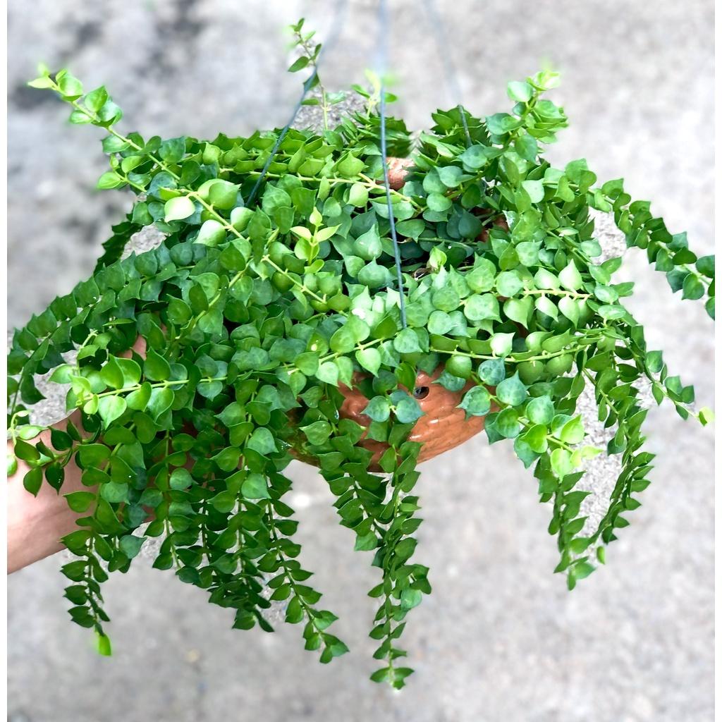 Chậu treo cây Lan Tim trồng nơi có ít nắng