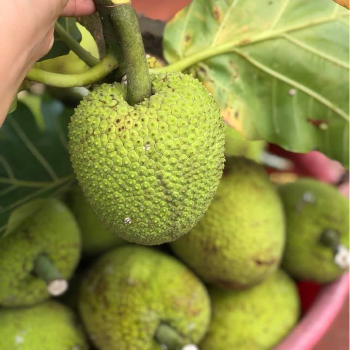 Cây giống sa kê