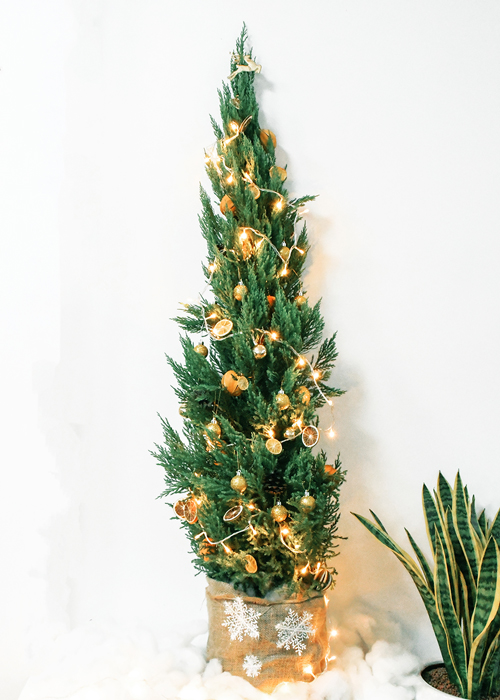 Cây Sơn Tùng, Cây Trang Trí Giáng Sinh, Cây Thông Noel Cao 1m - Cây Thông Thật