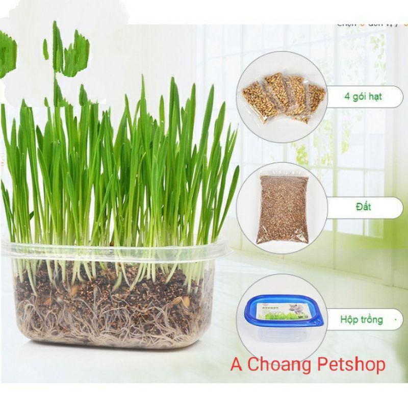 Hạt trồng cỏ cho mèo 4gói+mùn