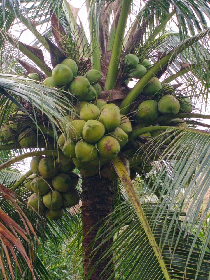 Cây giống dừa dứa