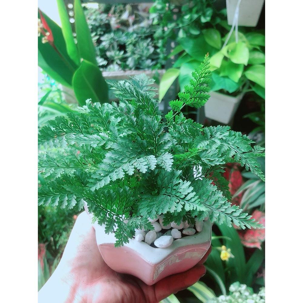 Chậu Cây Dương Sỉ