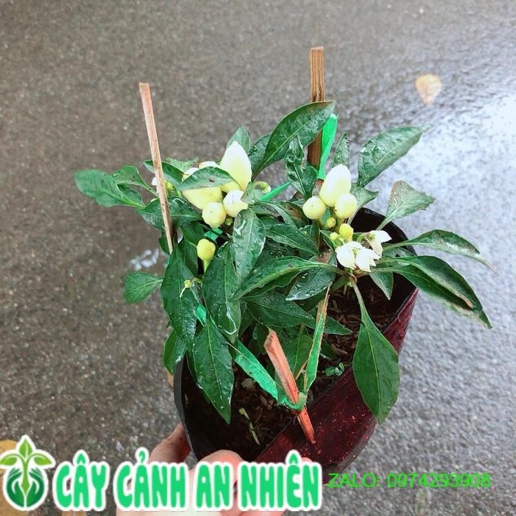 Bụi Ớt Vàng
