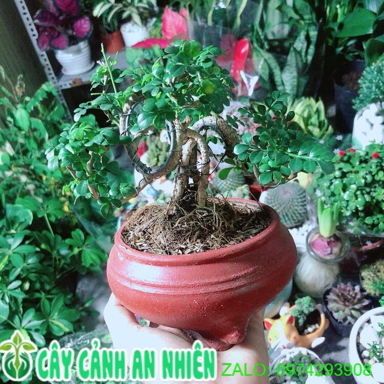 Chậu Cây Cần Thăng Bonsai
