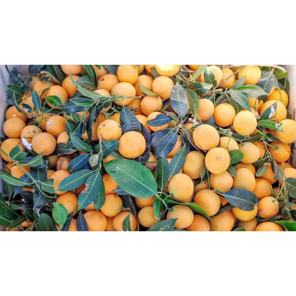 Cây giống cây thanh trà chua ngọt- đặc sản miền tây