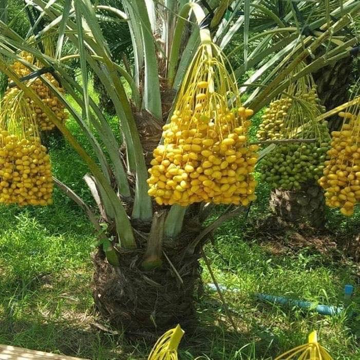 Cây giống  CHÀ LÀ NAM MỸ ( GIỐNG ĐANG RA LÁ THẬT NHƯ HÌNH- CÂY ƯƠM ĐƯỢC 3 NĂM, BẦU TO  ]