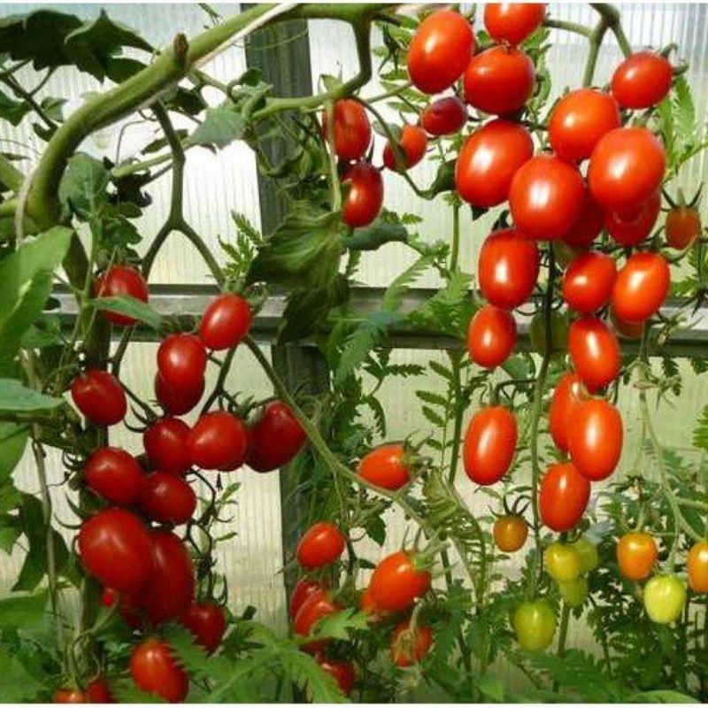 Thuốc trừ bệnh cây Alfamil - Alfamin. Trị bệnh chết cây con, thối rễ, thối hoa quả, chết nhanh trên dưa cà chua hồ tiêu