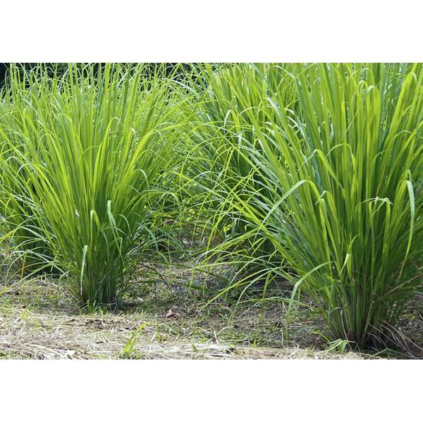 Hạt giống cỏ Ubon Paspalum - Cỏ xả chịu ngập - gói 100g