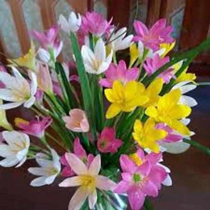 Combo 5 củ giống hoa huệ mưa mixx đủ màu