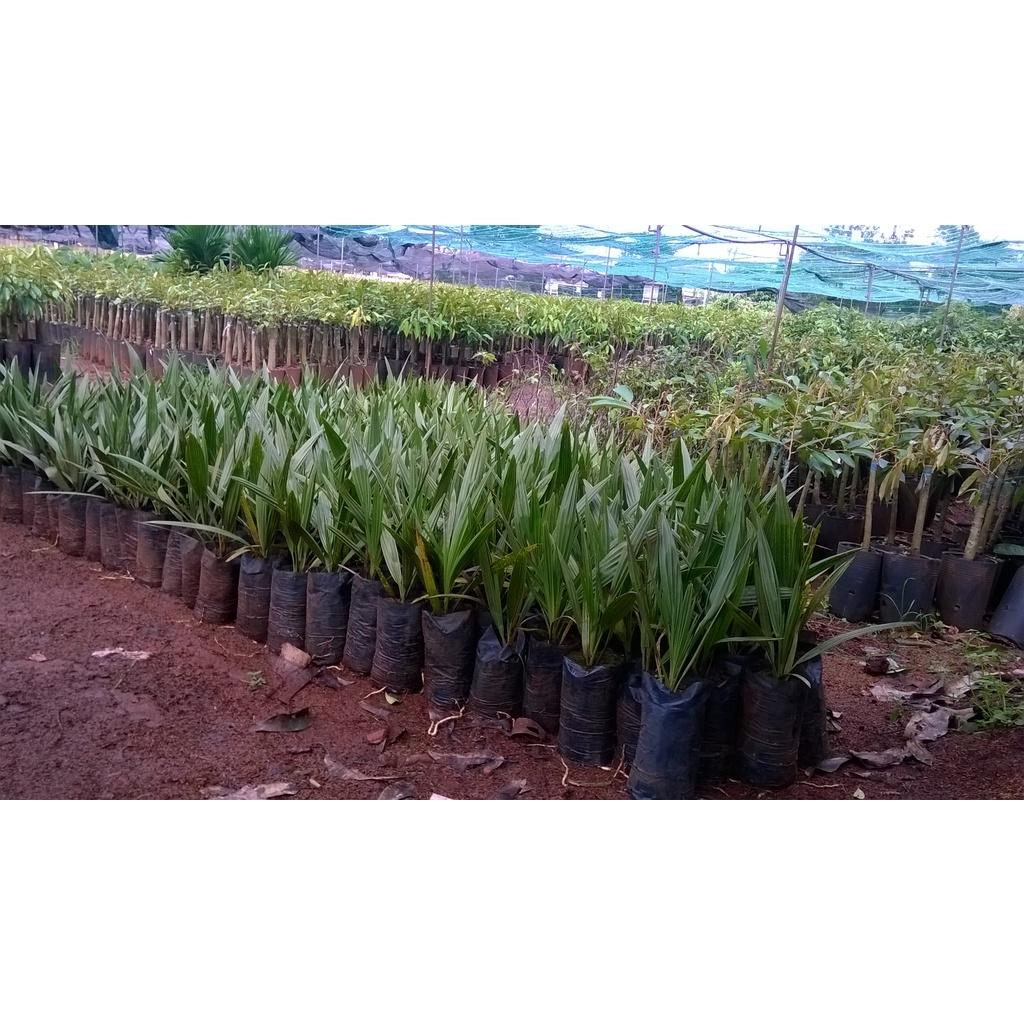 Cây GIỐNG Chà Là Barhee.