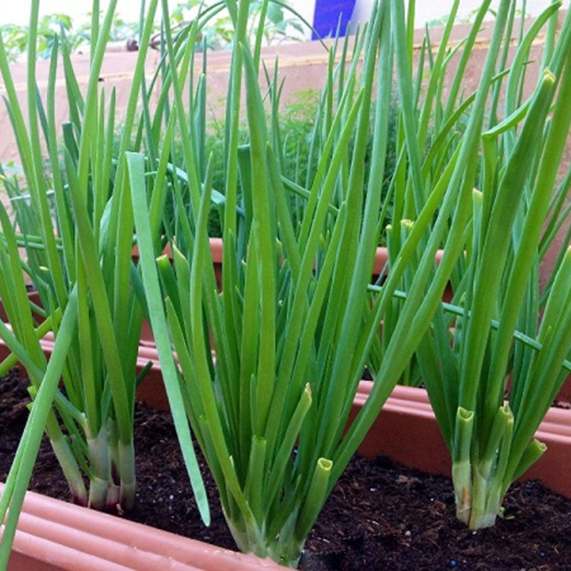 Hạt Giống Hành Lá Hàn Quốc - Chịu Nhiệt (1gr)