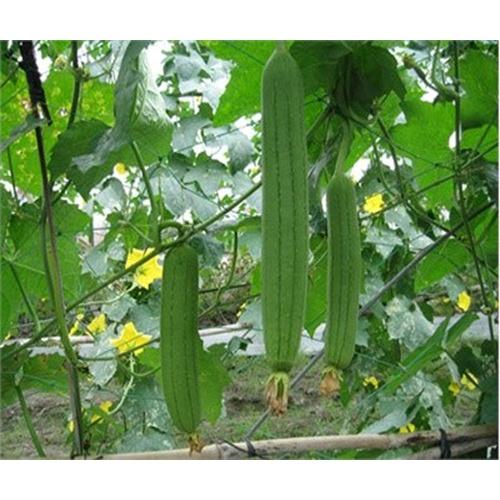 Hạt giông Mướp Hương 2g, Loại rất thơm