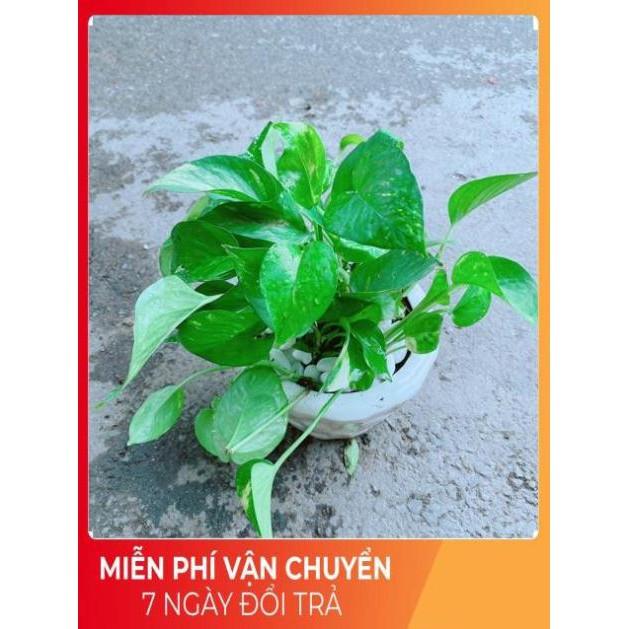 Chậu Trầu Bà Xanh