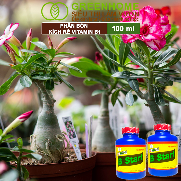 Phân Bón Kích Rễ, Greenhome, B1, Chai 100ml, Tạo Mầm, Rễ Khoẻ, Sai Hoa, Phục Hồi Rễ Yếu, Lá Dày