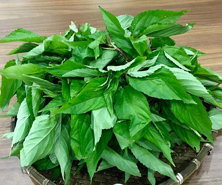 Hạt giống rau đay xanh cao sản VTS37