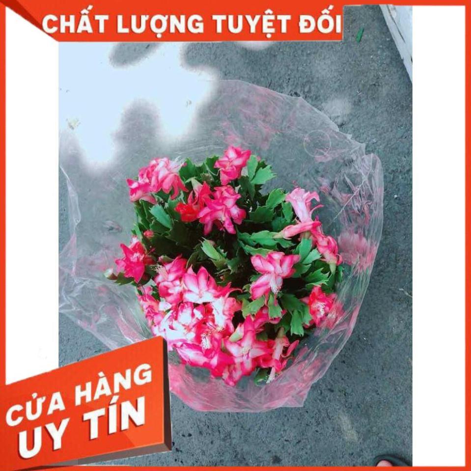 Hoa Quỳnh Size Đại Nhiều Người Mua