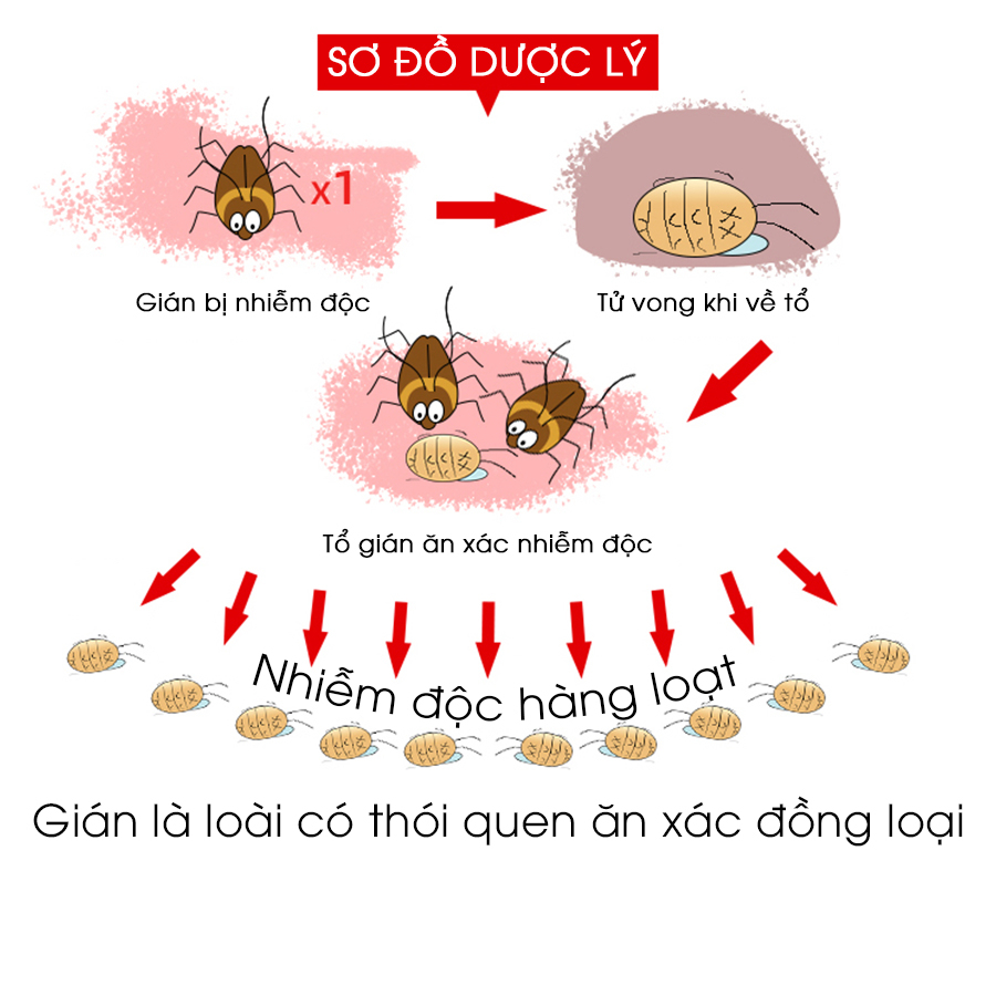 Combo 3 hộp viên diệt gián sinh học AMB, thuốc diệt gián Đức hiệu quả nhanh chóng, an toàn sức khỏe, hộp 8 viên