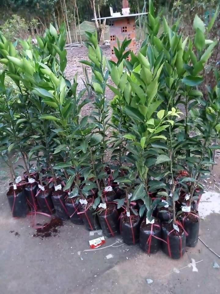 Cây quýt hồng Lai Vung