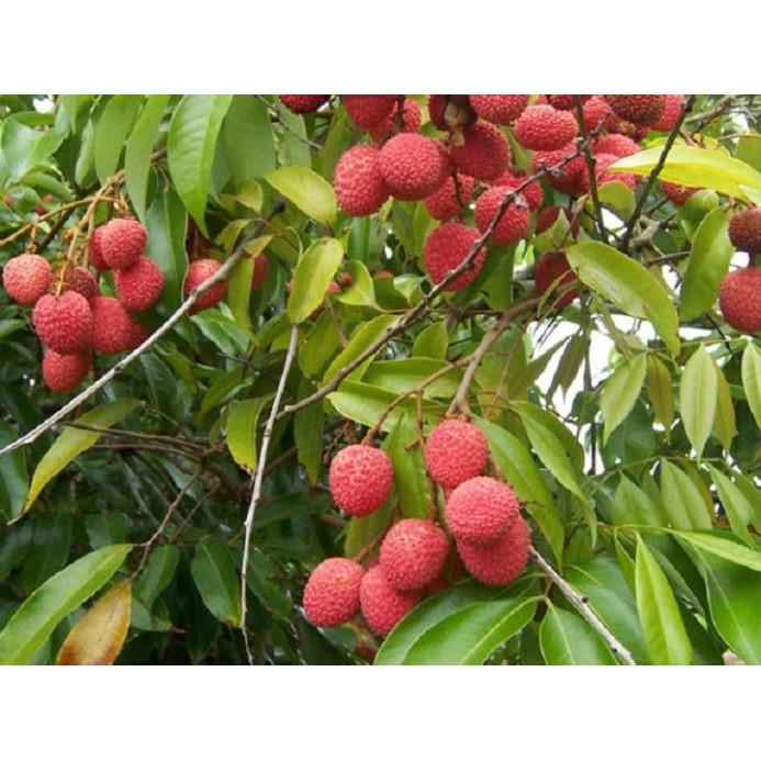 Cây giống VẢI THIỀU CHIẾT Cây giống chuẩn F1 gửi đi nguyên bầu