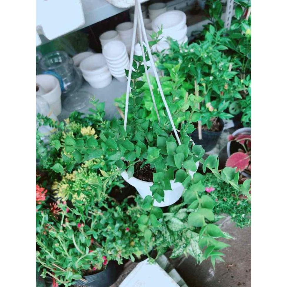 Chậu lá tim Bán Chạy
