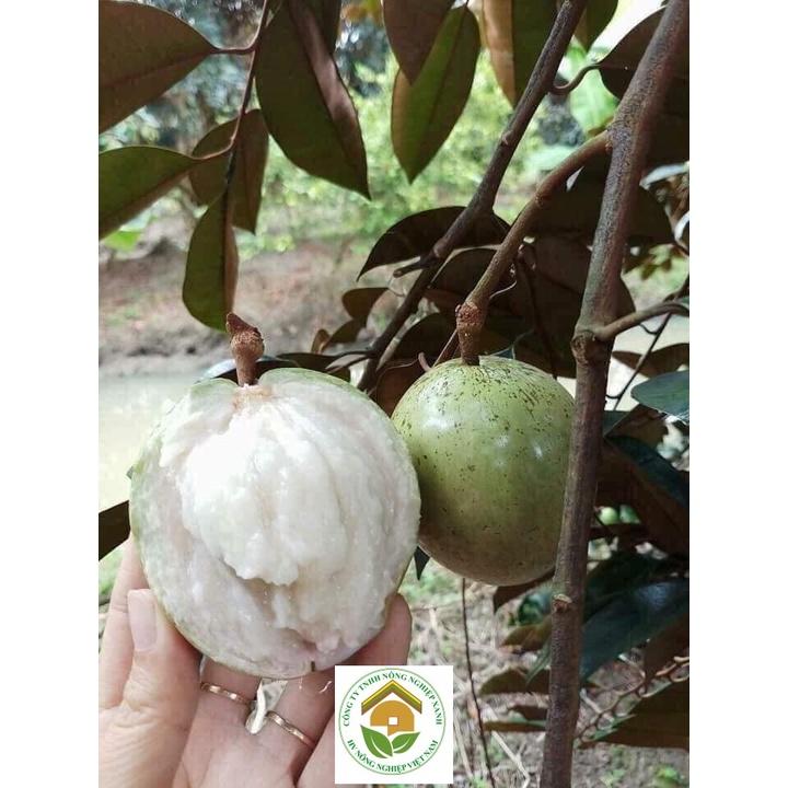 Cây giống Vú Sữa Lò rèn .