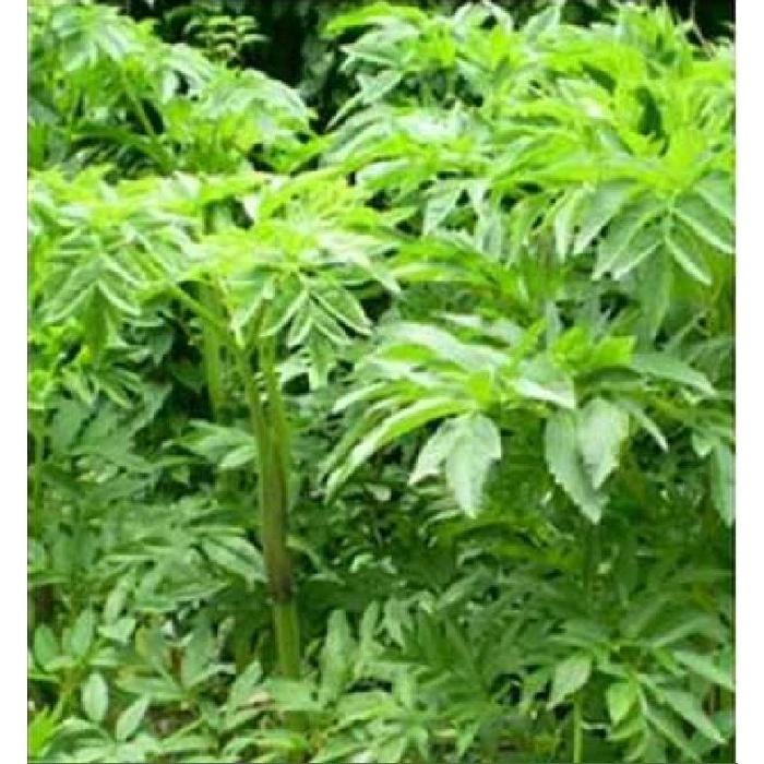 Hạt Giống Bạch Chỉ - cây dược liệu KNS3538 - Gói 50 hạt