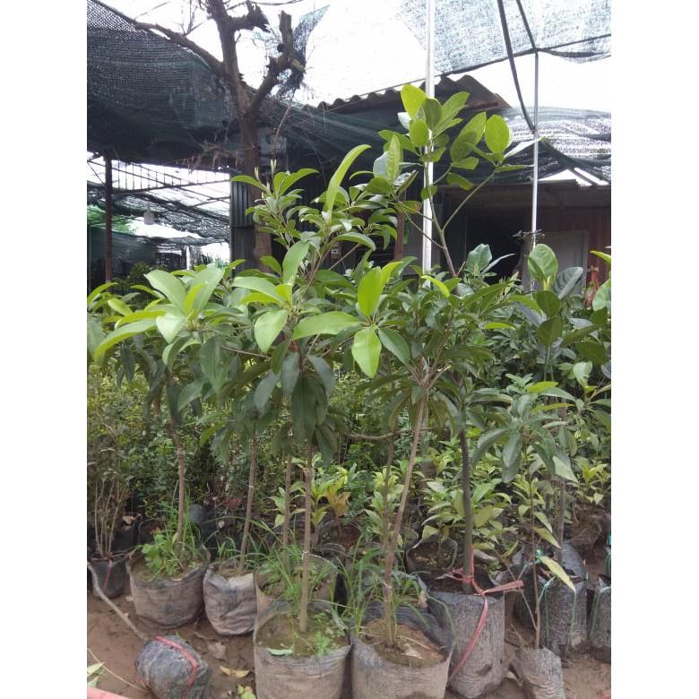 Cây giống Hồng Xiêm Xoài cam kết chất lượng
