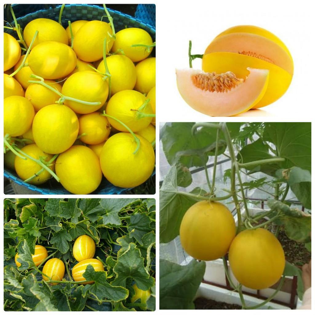 5 hạt giống dưa kim cô nương