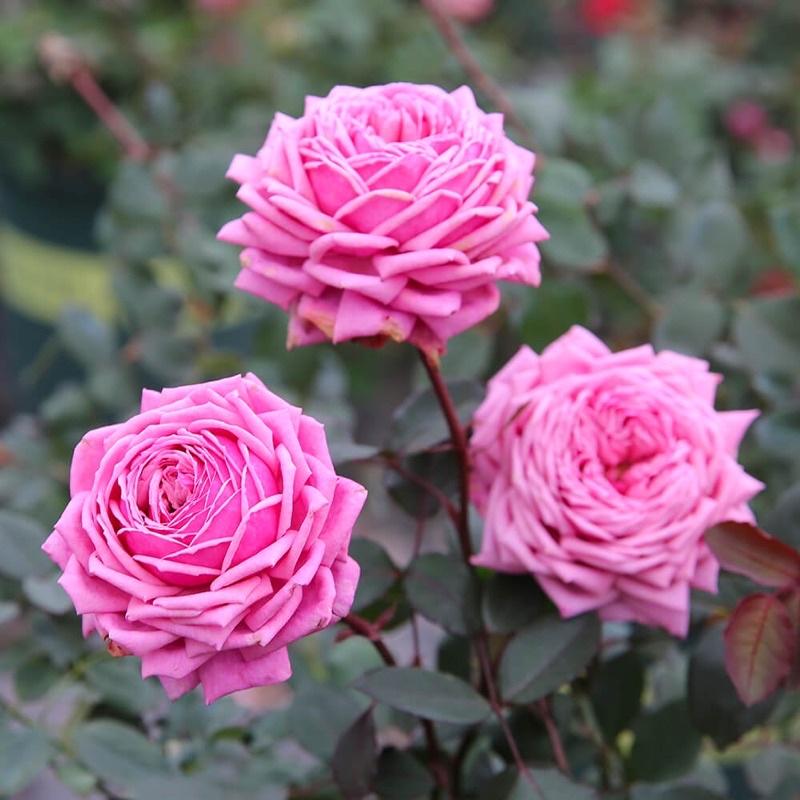 Hoa hồng ngoại Yua Rose - hồng bụi cao, hoa thơm