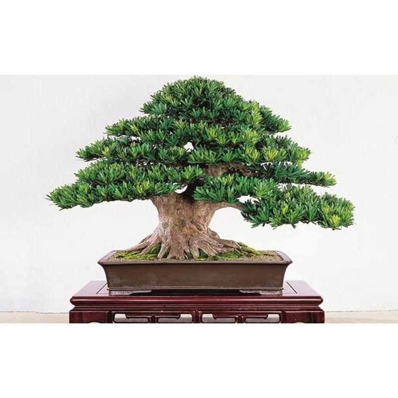 CÂY GIỐNG TÙNG LA HÁN *