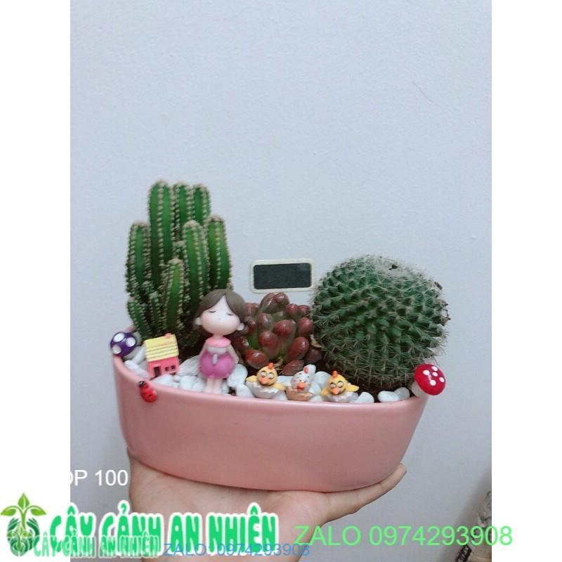 Chậu Xương Rồng Tiểu Cảnh