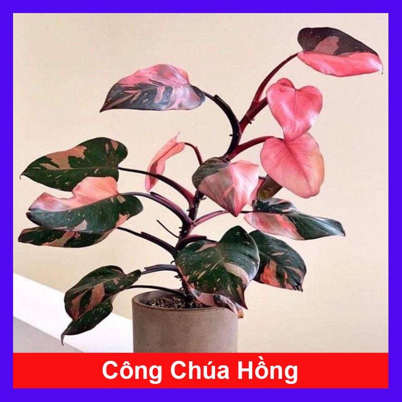 Cây Công Chúa Hồng - Philodendron pink princess - Cây nhỏ,thuần,khoẻ,var mạnh - cây cảnh để bàn + tặng phân bón cho cây