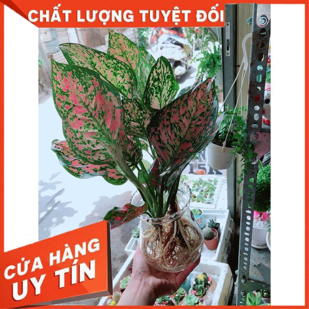Chậu Vạn Lộc Thủy Sinh Đẹp