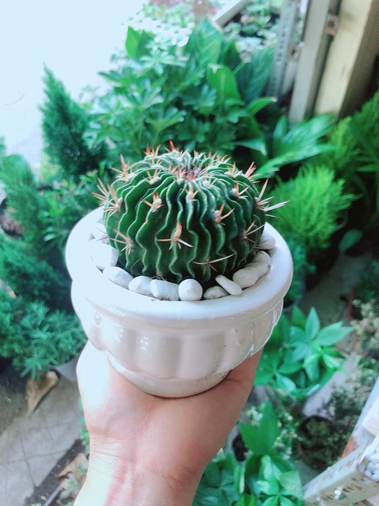 Chậu Cây Xương Rồng Trúc Ngọc