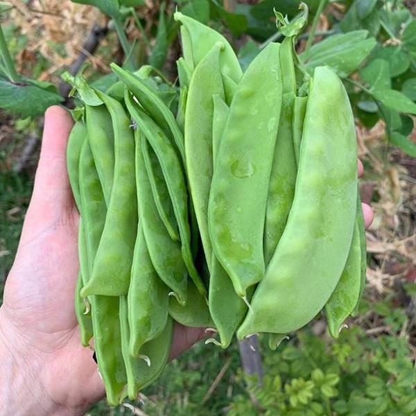 Hạt Giống Đậu Ván Xanh dể trồng f1- gói 5 hạt-tặng kèm gói phân bón lót