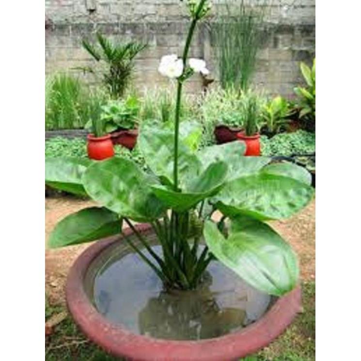 Cây Bách thủy tiên - Cây tạo Cảnh đẹp - tốt cho phong thủy